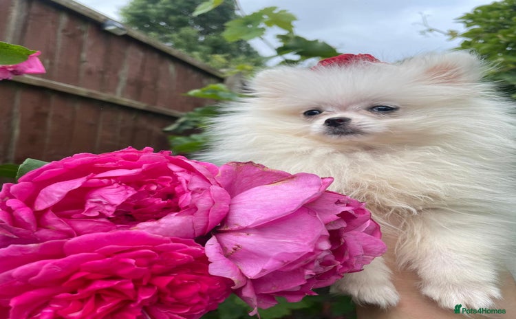 Pomeranian dogs - Advert 10