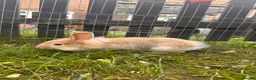 Mixed Breed rabbits for sale: Female rabbits  - Advert 2
