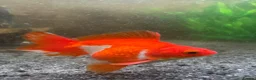 Fancy Goldfish fish for sale: 2x fancy goldfish  in Luton - Advert 5