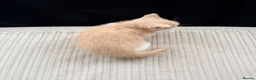 Mixed Breed cats for sale: Playful & Cuddly Kittens – Ready 1 November - Advert 9