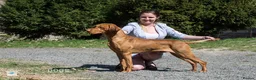 Hungarian Vizsla dogs for stud: KC Registered Hungarian Junior Champion for Stud in Brampton - Advert 10