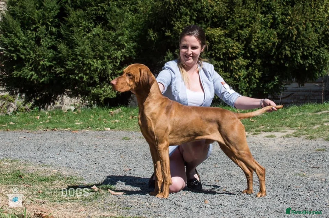 Hungarian Vizsla dogs for stud: KC Registered Hungarian Junior Champion for Stud in Brampton - Advert 10