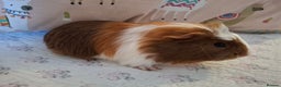 Guinea Pig rodents for sale: Lovely Baby Guinea-pigs Ready Now  - Advert 1