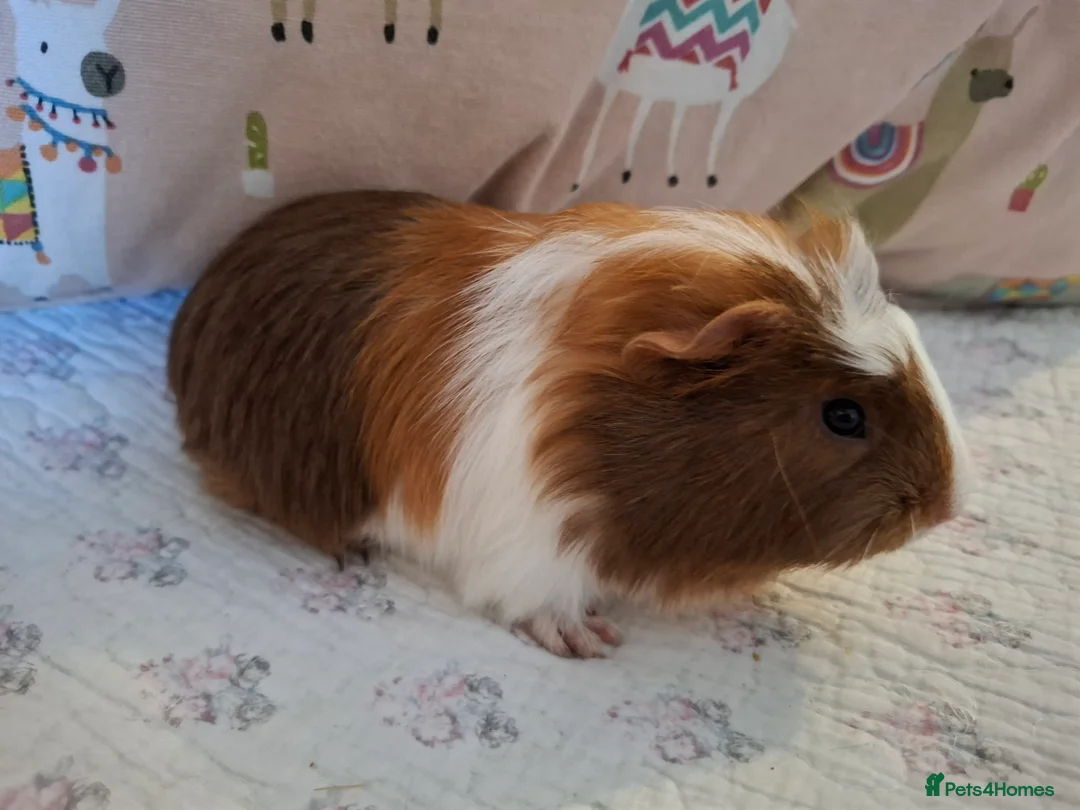 Guinea Pig rodents for sale: Lovely Baby Guinea-pigs Ready Now  - Advert 1