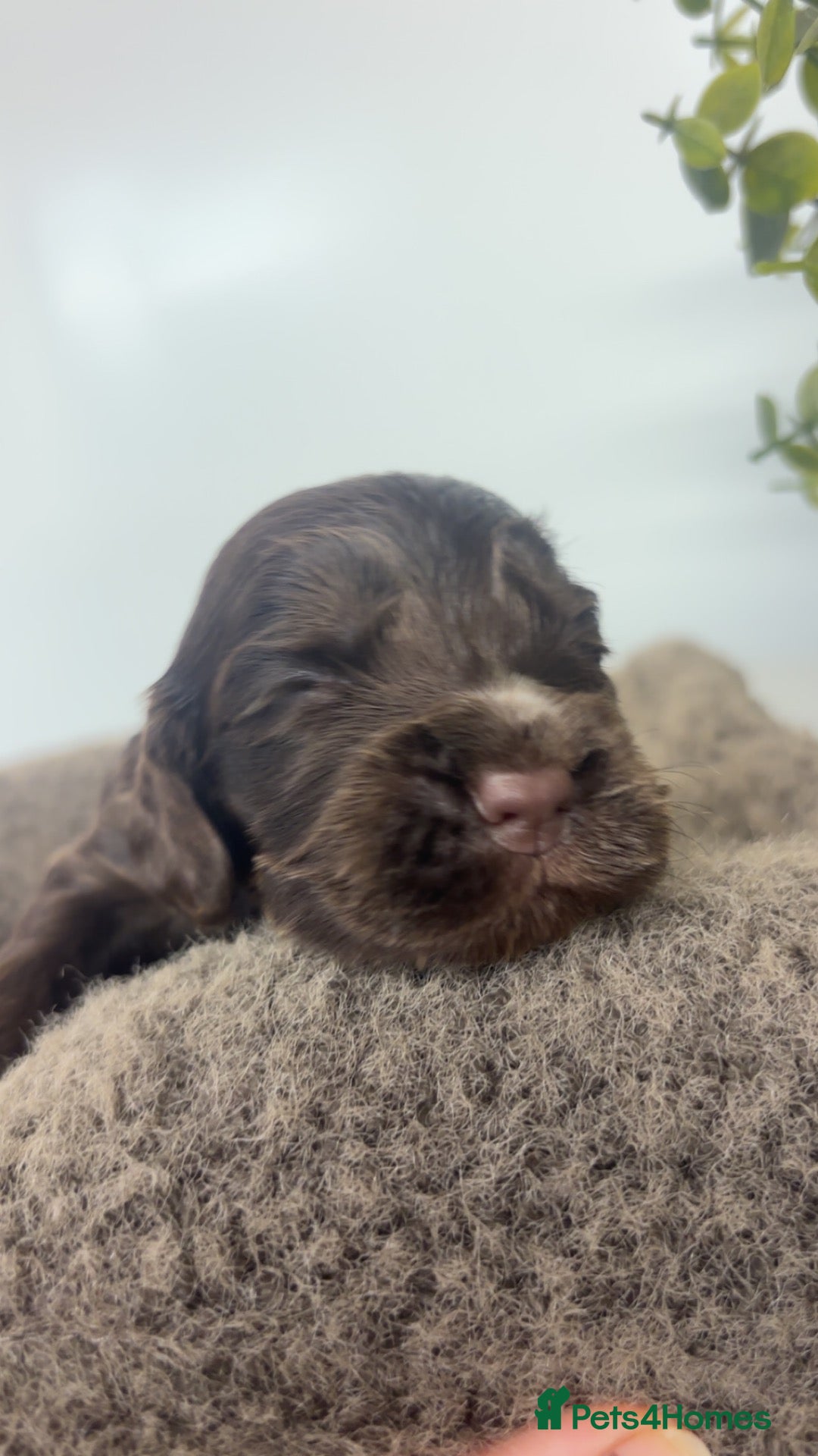Cocker Spaniel dogs 🤎 KC show cocker spaniels 🤎 - Advert 1