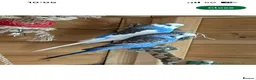 Budgerigars birds for sale: Breeding pair of budgies  in Houghton le Spring - Advert 4