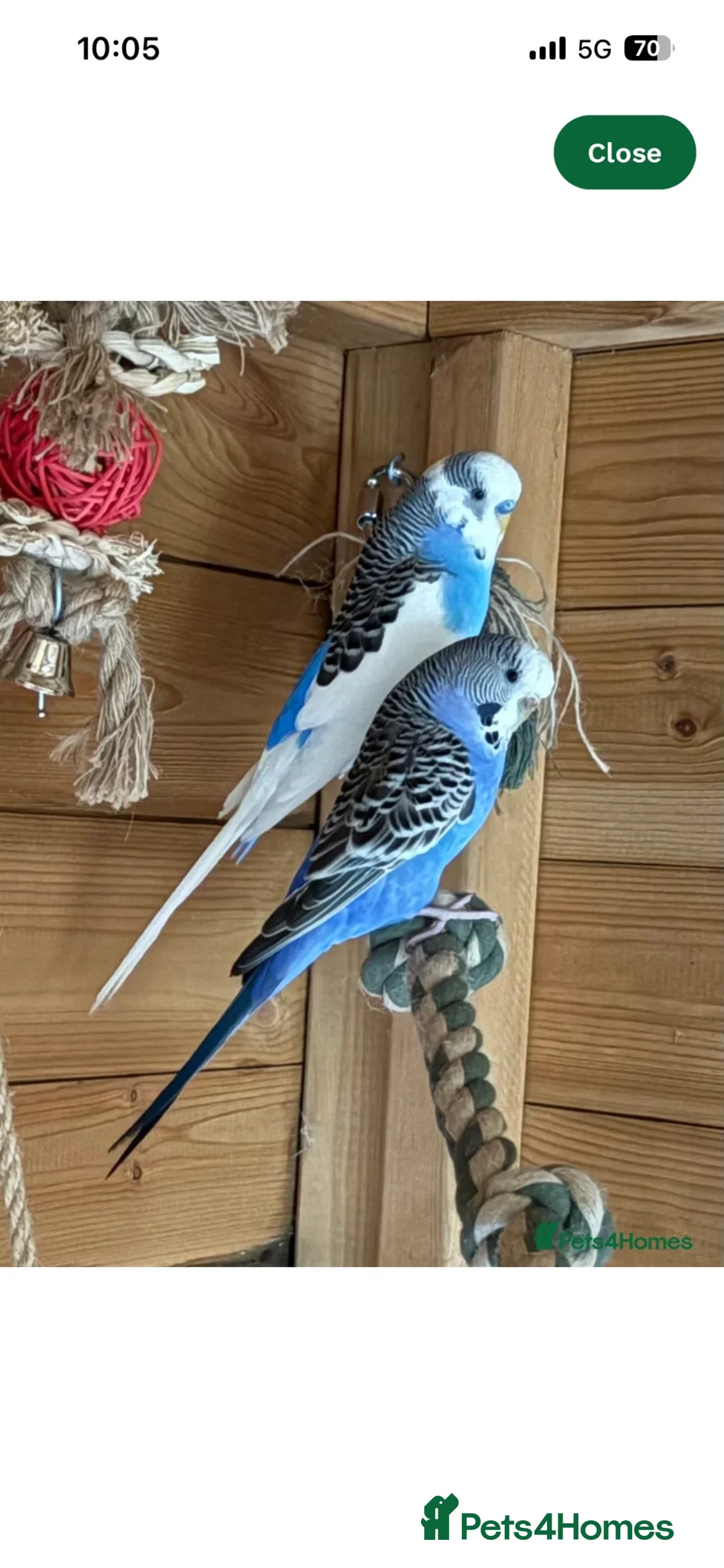Budgerigars birds for sale: Breeding pair of budgies  in Houghton le Spring - Advert 4