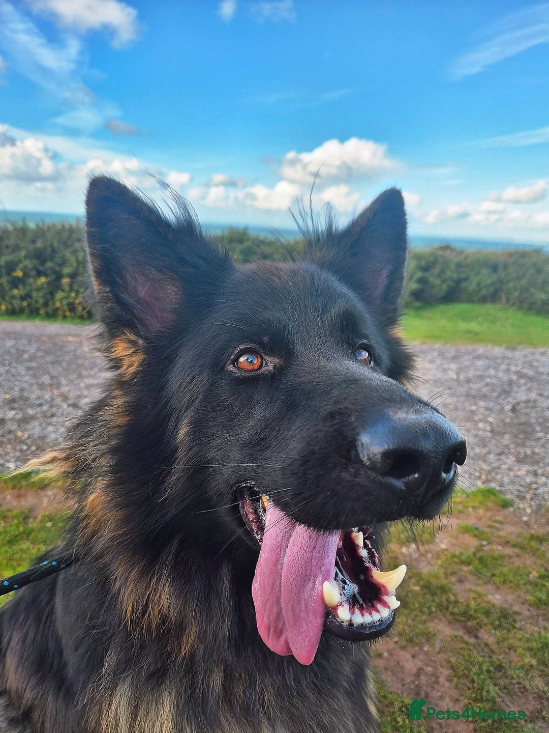 German Shepherd dogs for stud: Stunning German Shepherd stud only - Advert 3