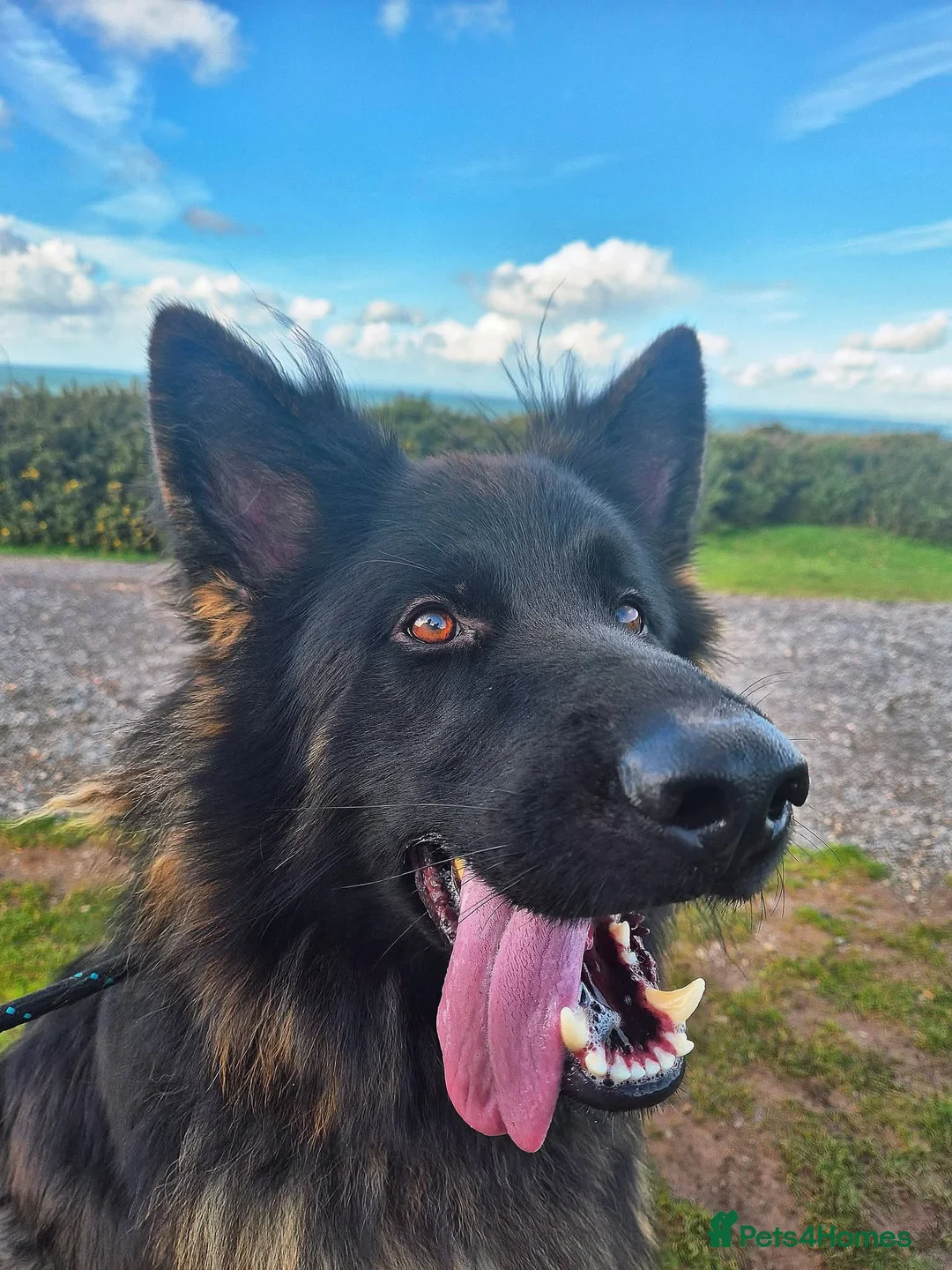 German Shepherd dogs for stud: Stunning German Shepherd stud only - Advert 3