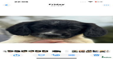 English Springer Spaniel dogs - Advert 3