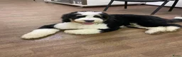 Mixed Breed dogs for sale: Beautiful Old English Sheepdog/Bernedoodle Puppies - Advert 5