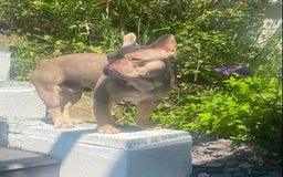 French Bulldog dogs for stud: Now FBCE GOLD! x OFFER- Fertility package inc in Matlock - Image 4