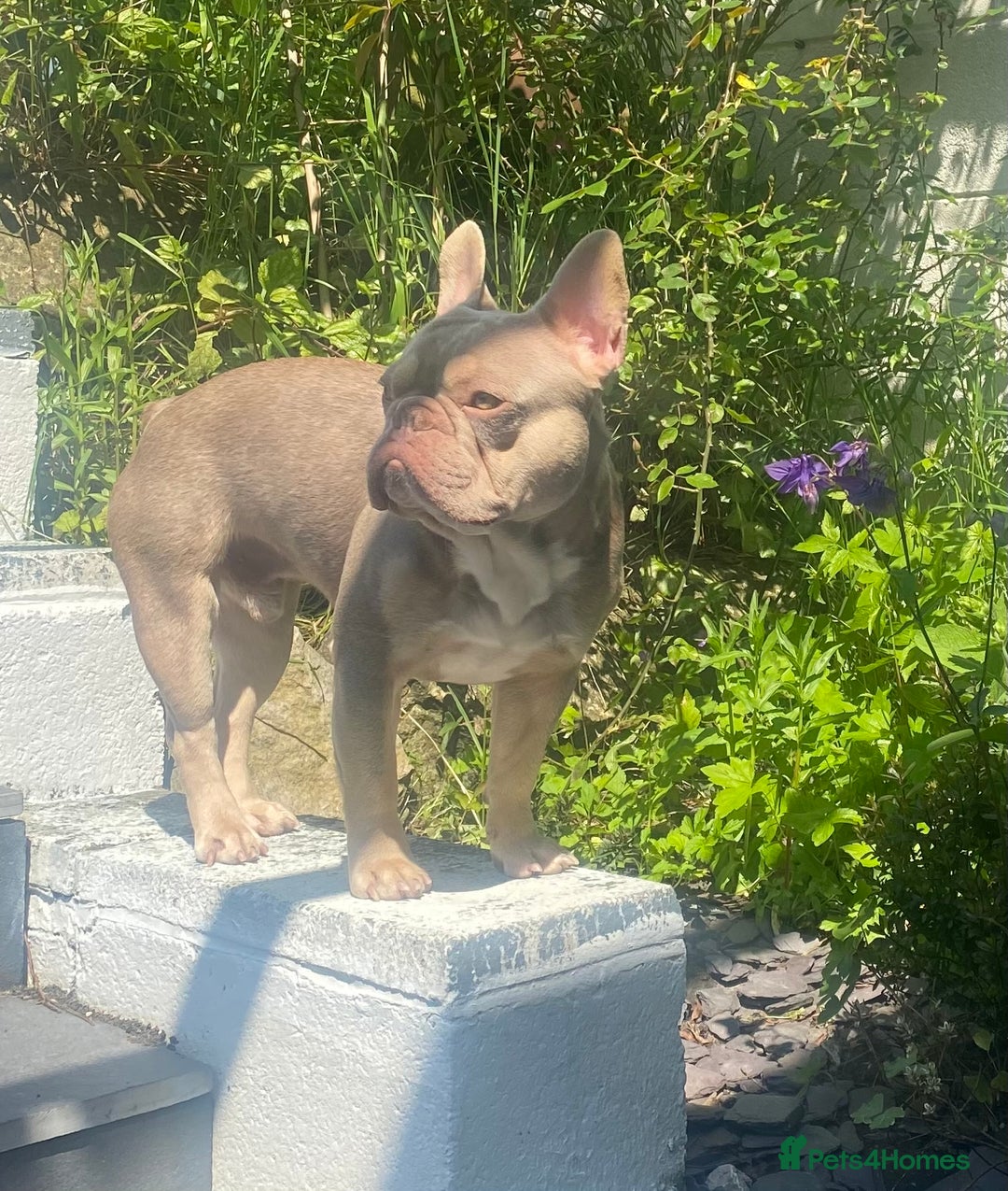 French Bulldog dogs for stud: Now FBCE GOLD! x OFFER- Fertility package inc in Matlock - Image 4