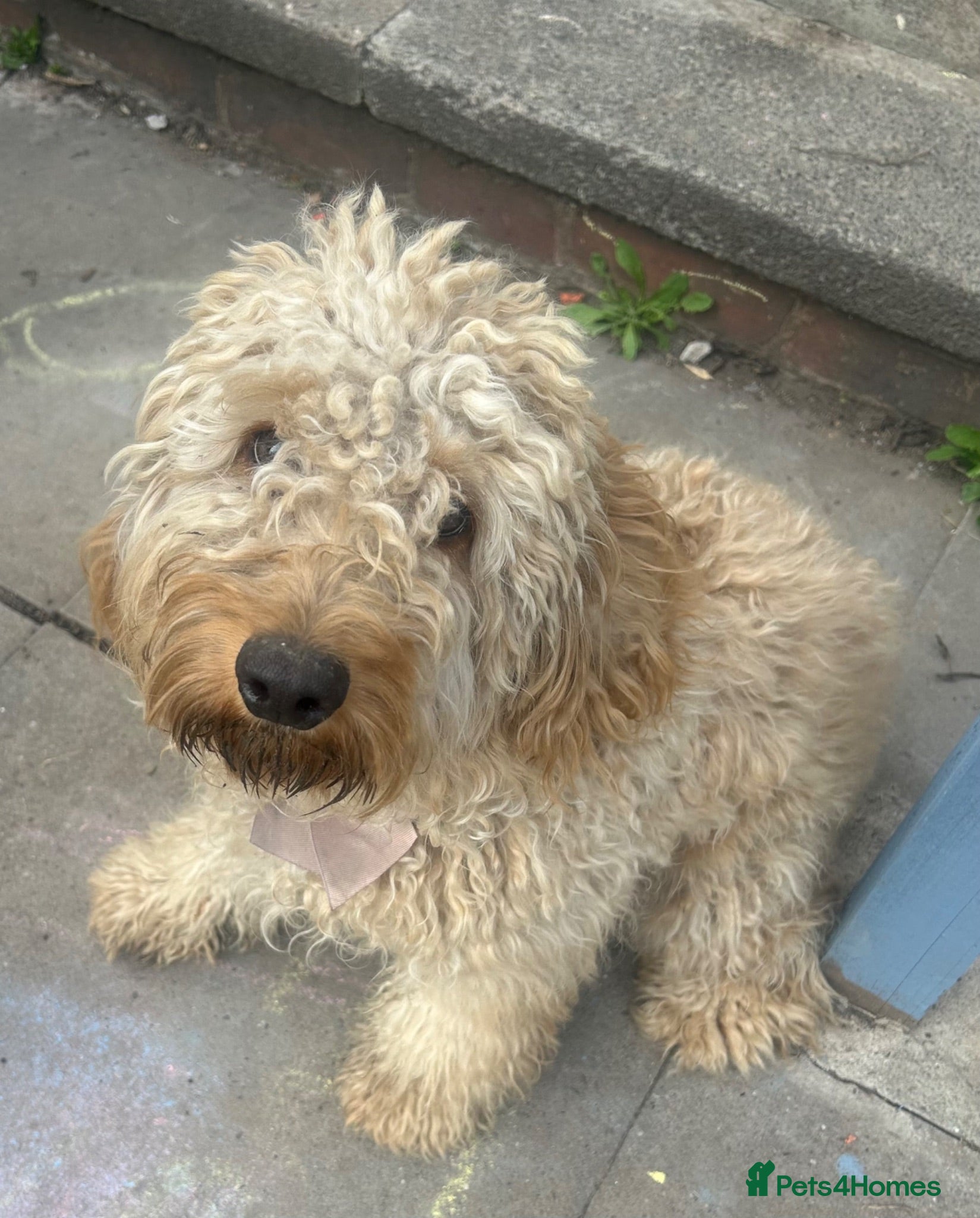 Cockapoo dogs Cockapoo, female 11 months.  - Advert 1