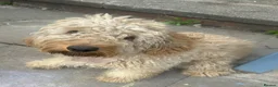 Cockapoo dogs for sale: Cockapoo, female 11 months.  - Advert 1
