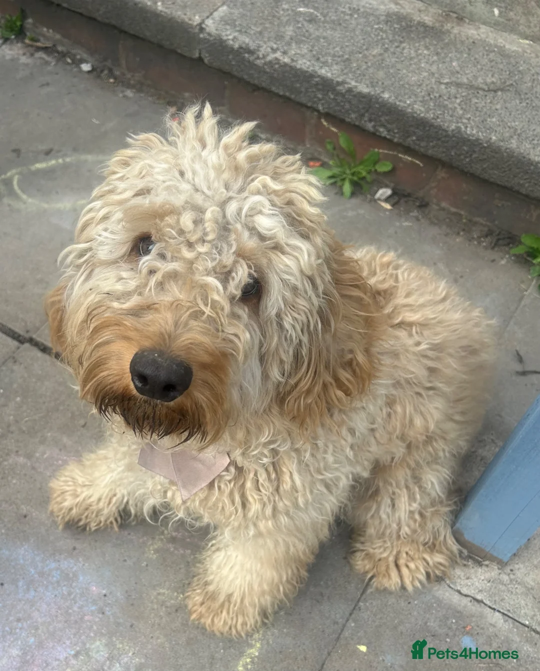 Cockapoo dogs for sale: Cockapoo, female 11 months.  - Advert 1