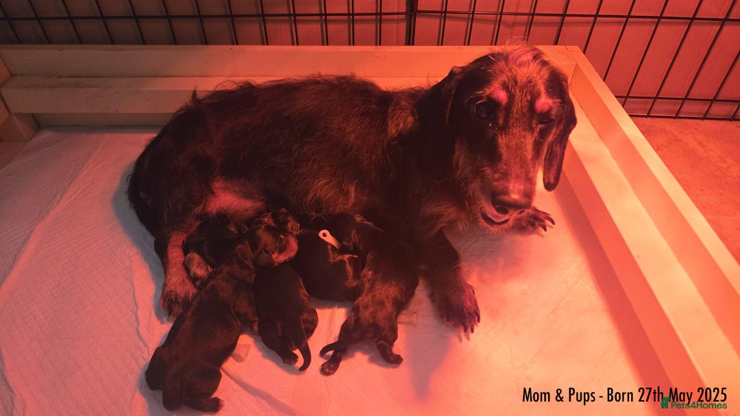 Miniature Dachshund dogs for sale: Miniature Dachshund for sale - FULLY VACCINATED - Image 13