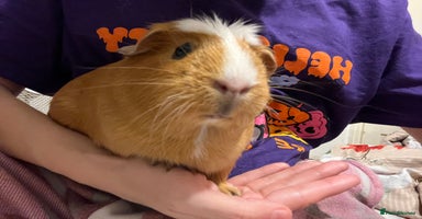 Guinea Pig rodents - Advert 8