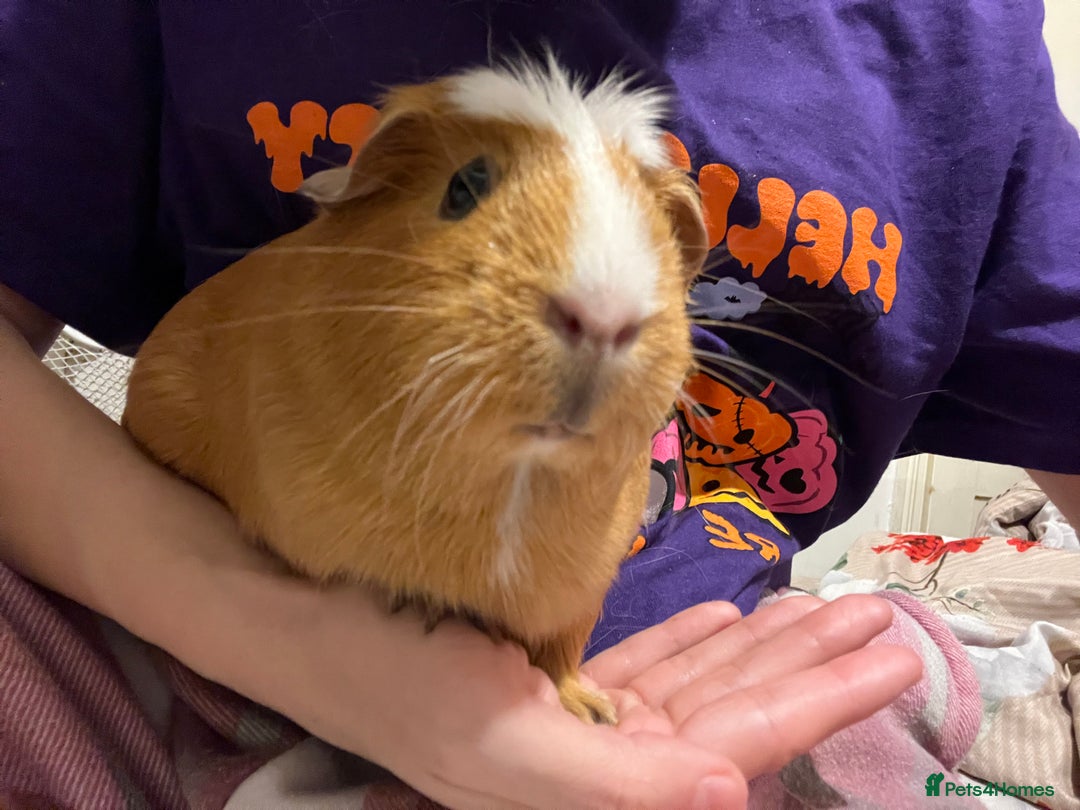 Guinea Pig rodents for sale: 2 x female guinea pigs looking for a new home - Image 3