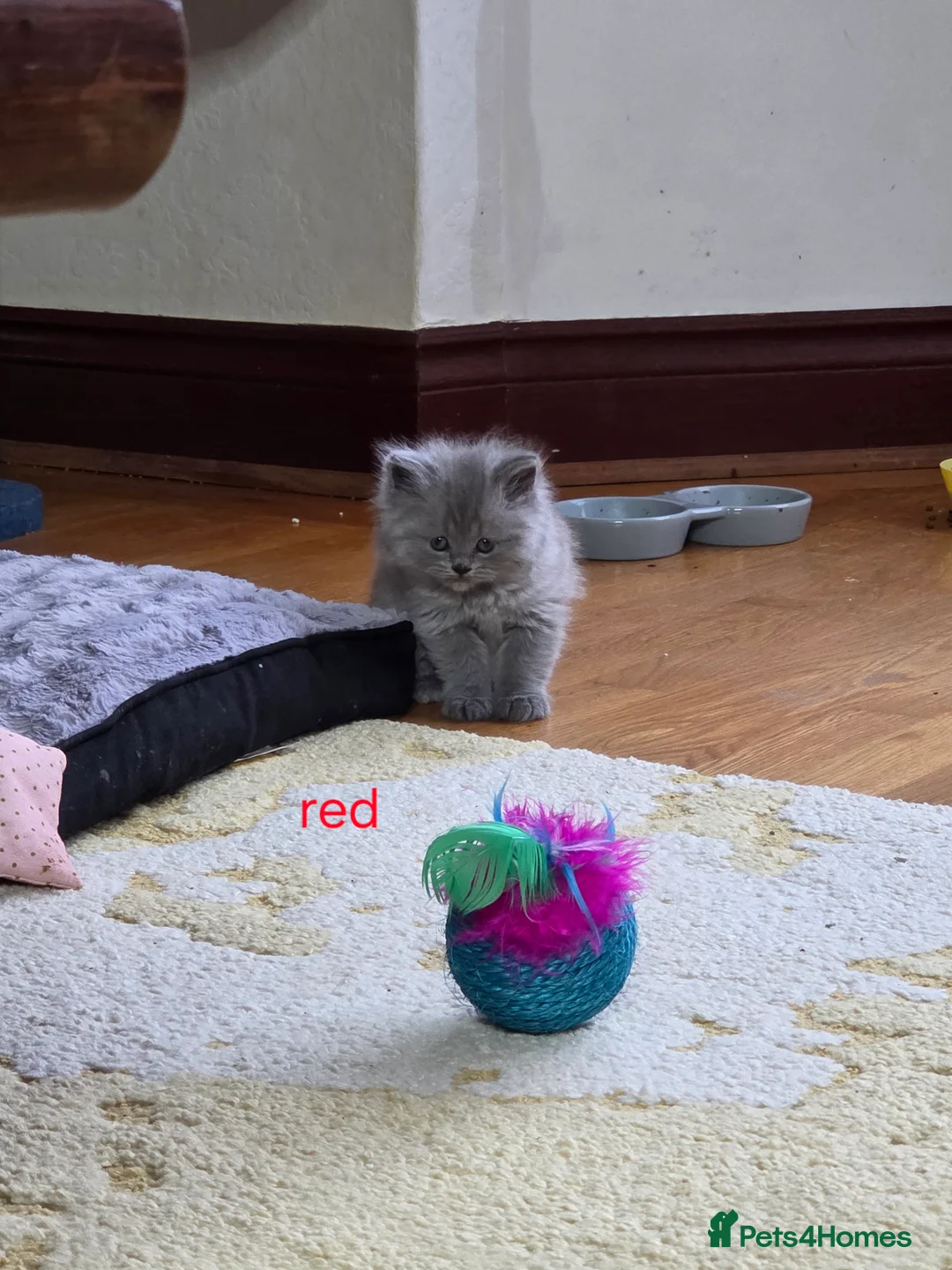 British Shorthair cats for sale: 🔥 Stunning British Shorthair Kittens to Reserve - Advert 5