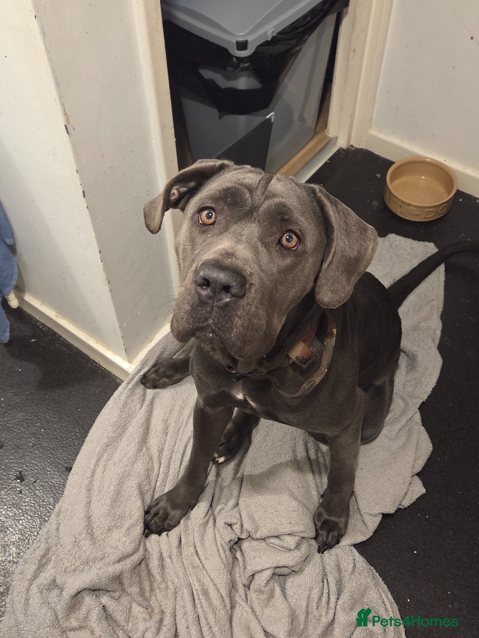 Mixed Breed dogs Great dane x cane corso  - Advert 1