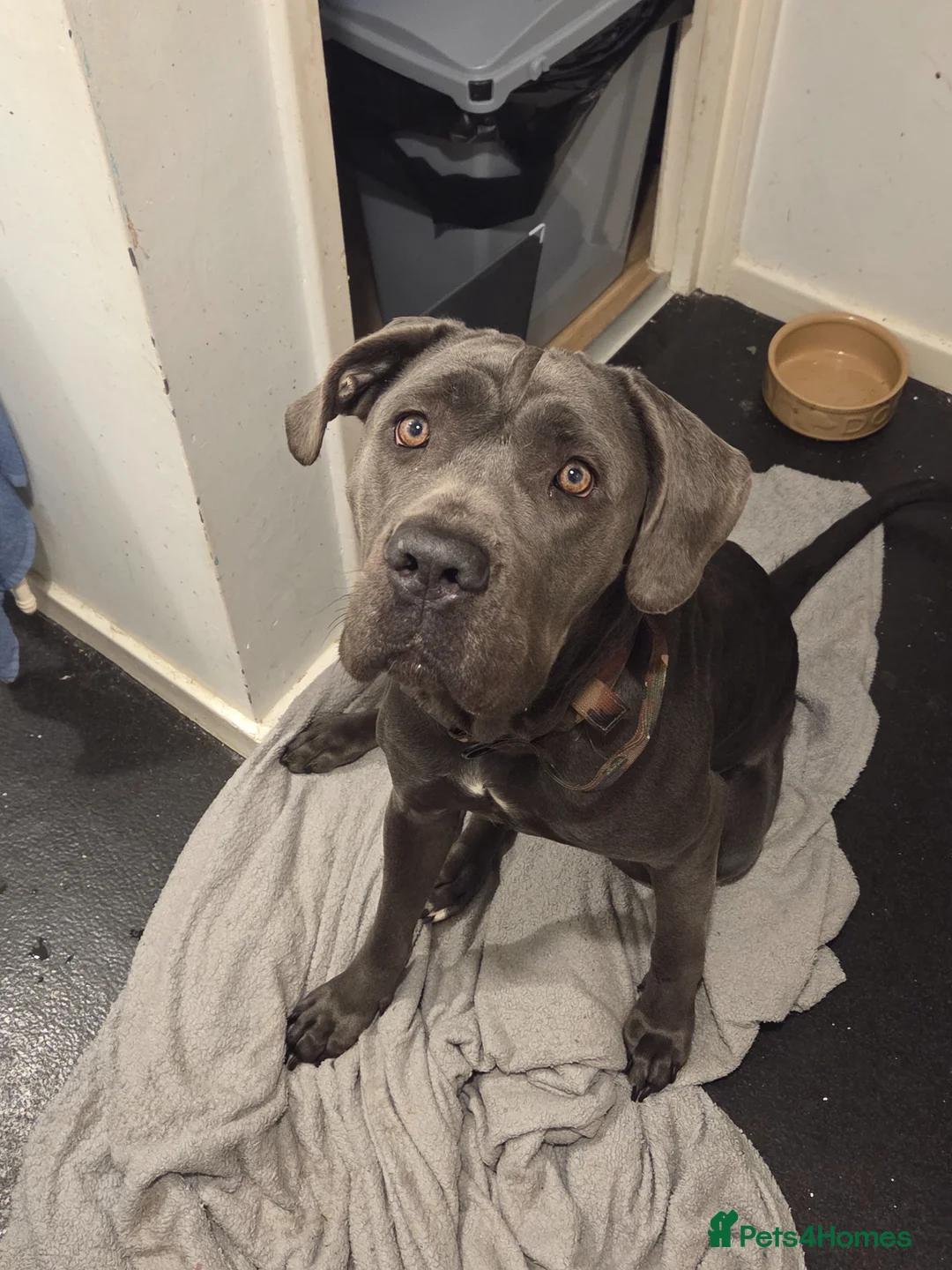 Mixed Breed dogs for sale: Great dane x cane corso  in Northolt - Advert 1