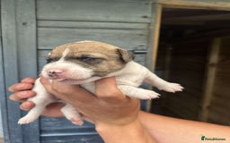 Jack Russell dogs for sale: 4 Jack Russel pups for sale  - Image 5
