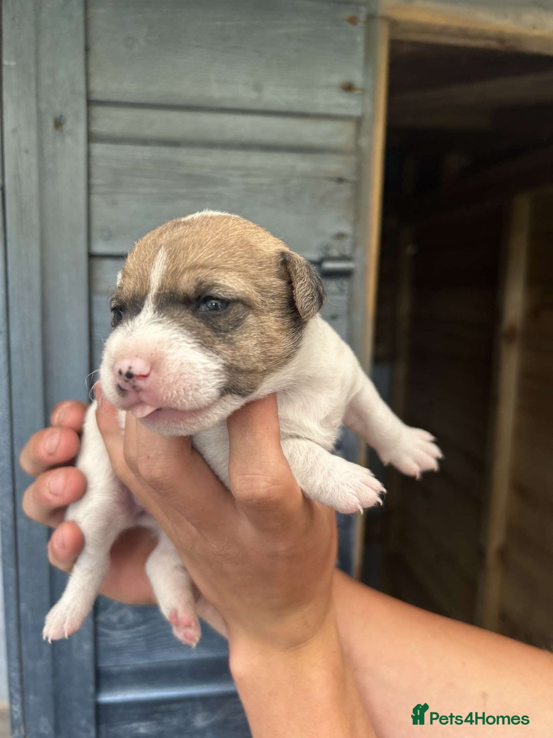 Jack Russell dogs for sale: 4 Jack Russel pups for sale  - Image 5