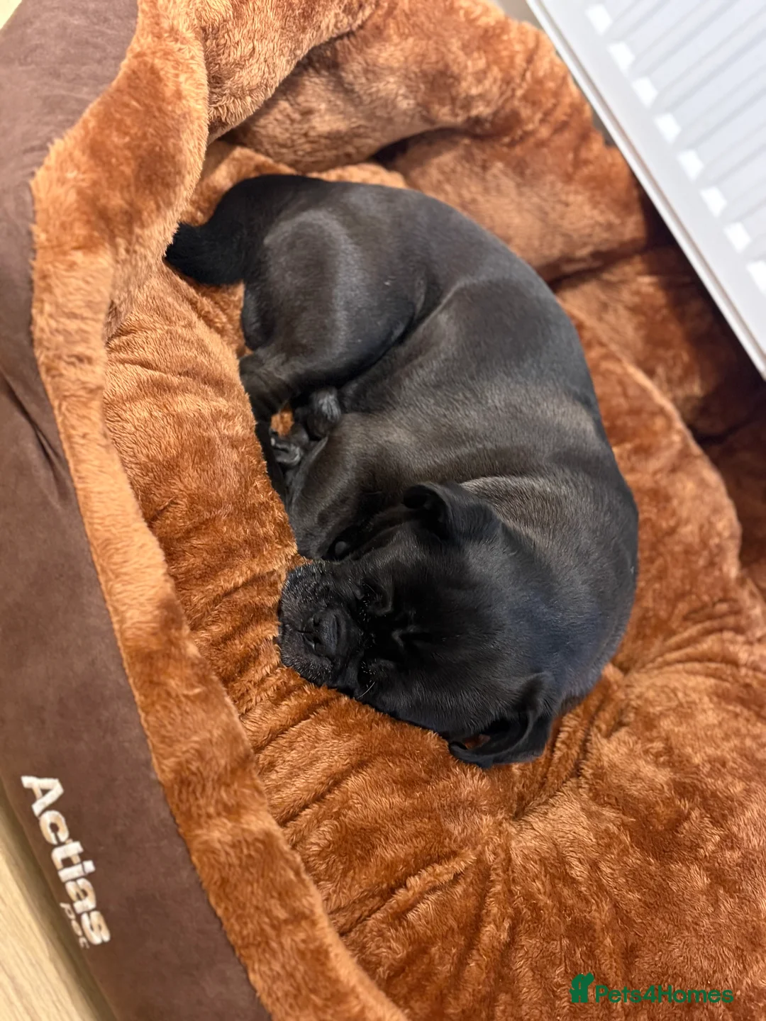 Pug dogs for sale: 3 gorgeous pug puppies - Advert 14