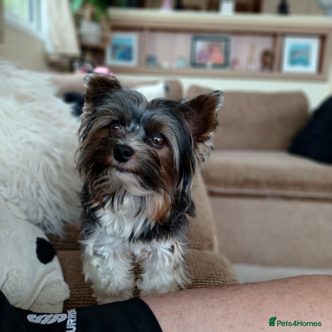 Biewer Terrier dogs for stud: Purebred Pedigree Biewer Terrier Proven Stud in Merthyr Tydfil - Image 18