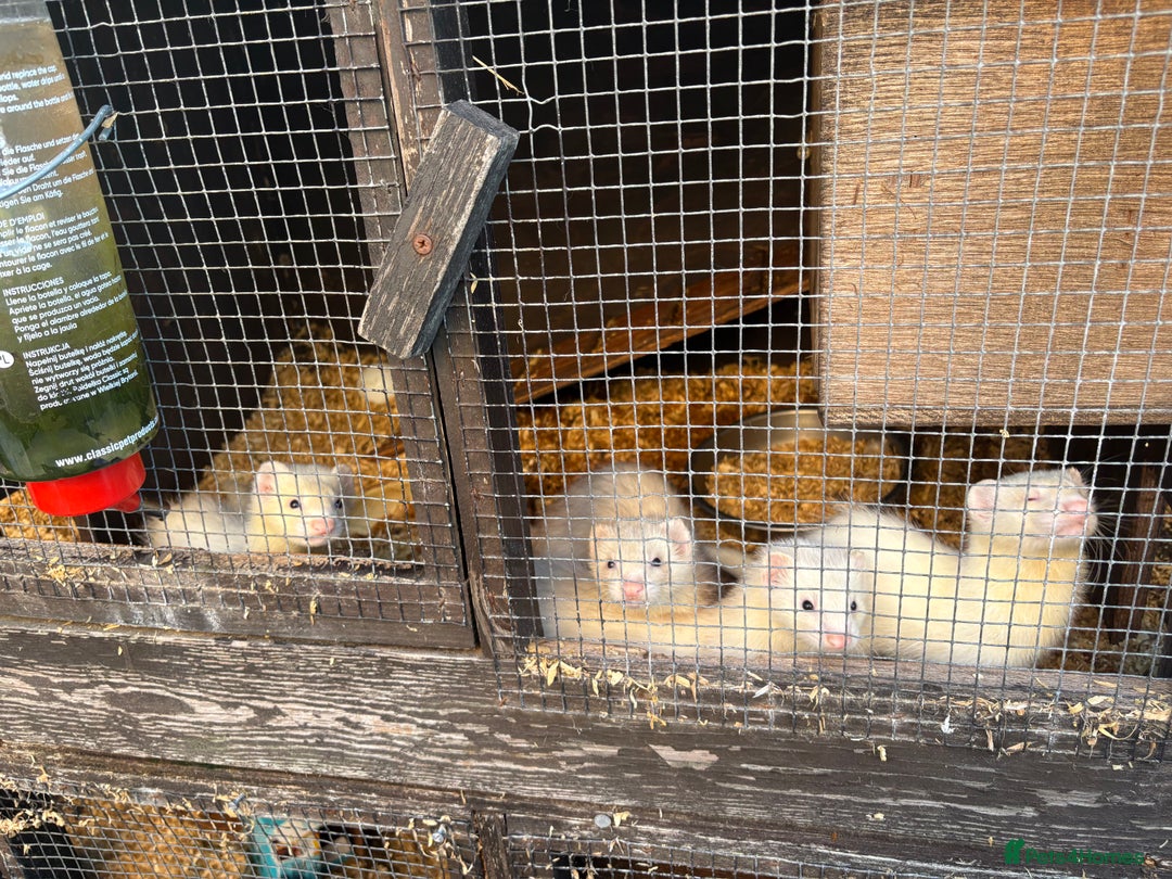 Ferret rodents for sale: Ferret Kits (albino, sandy, bew colours) - Image 5