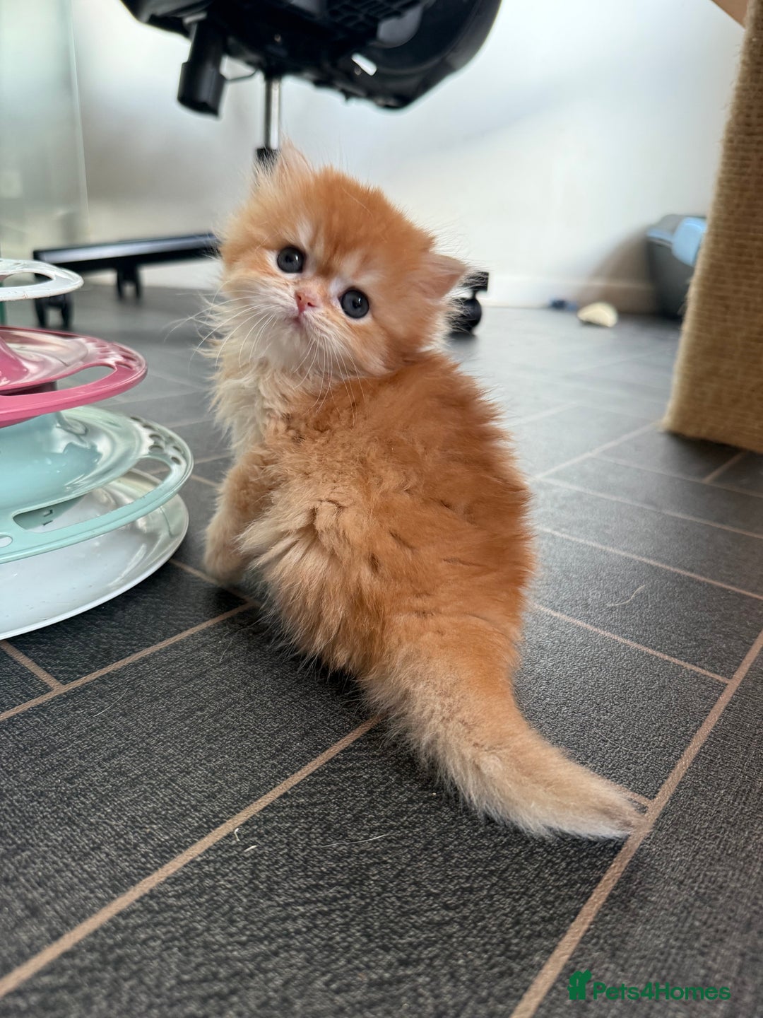 British Shorthair cats for sale: GCCFreg BSH & BLH Chocolate & Black Golden Kittens - Advert 30