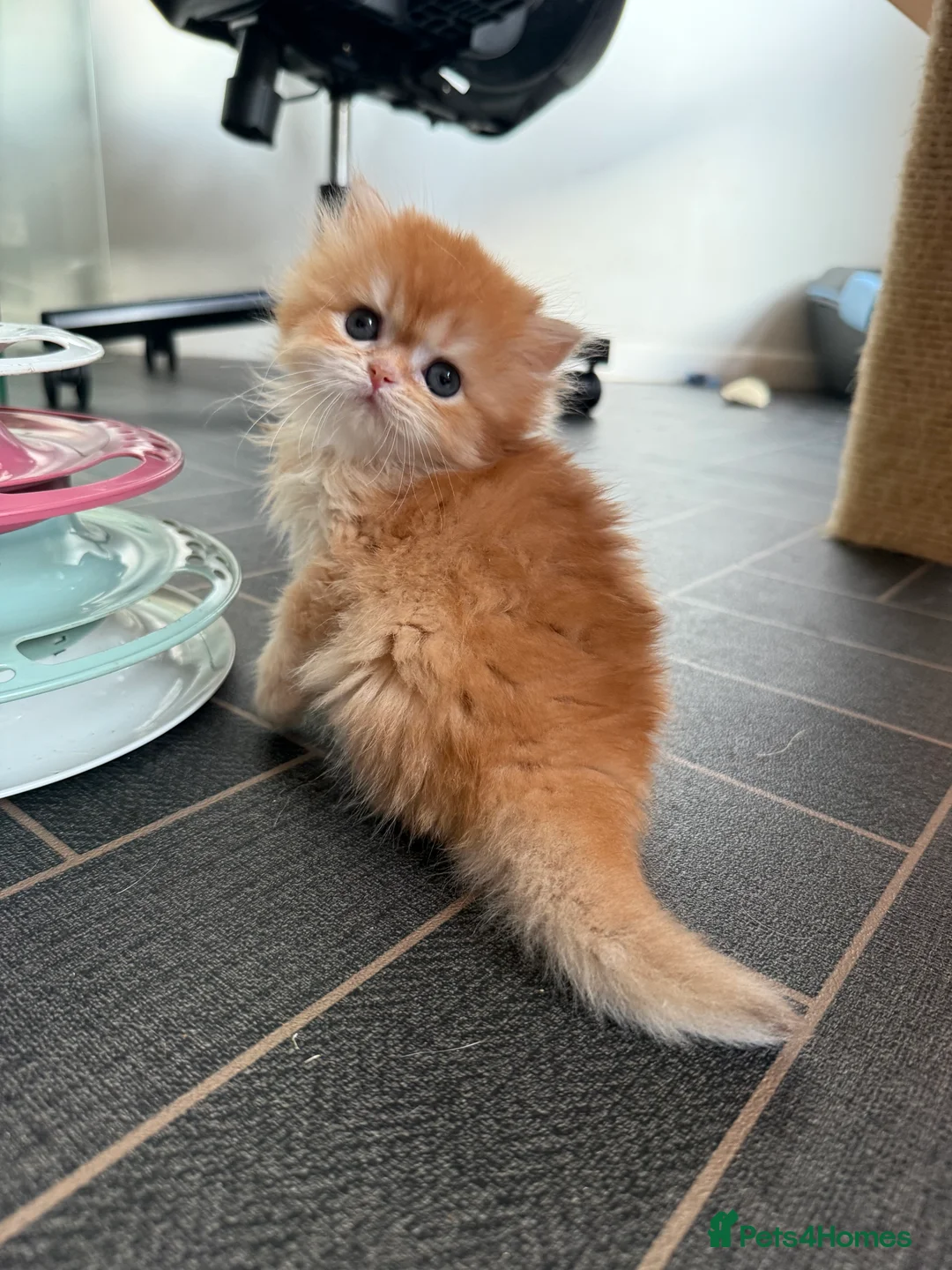 British Shorthair cats for sale: GCCF reg BSH and BLH Chocolate Golden Kittens - Advert 33