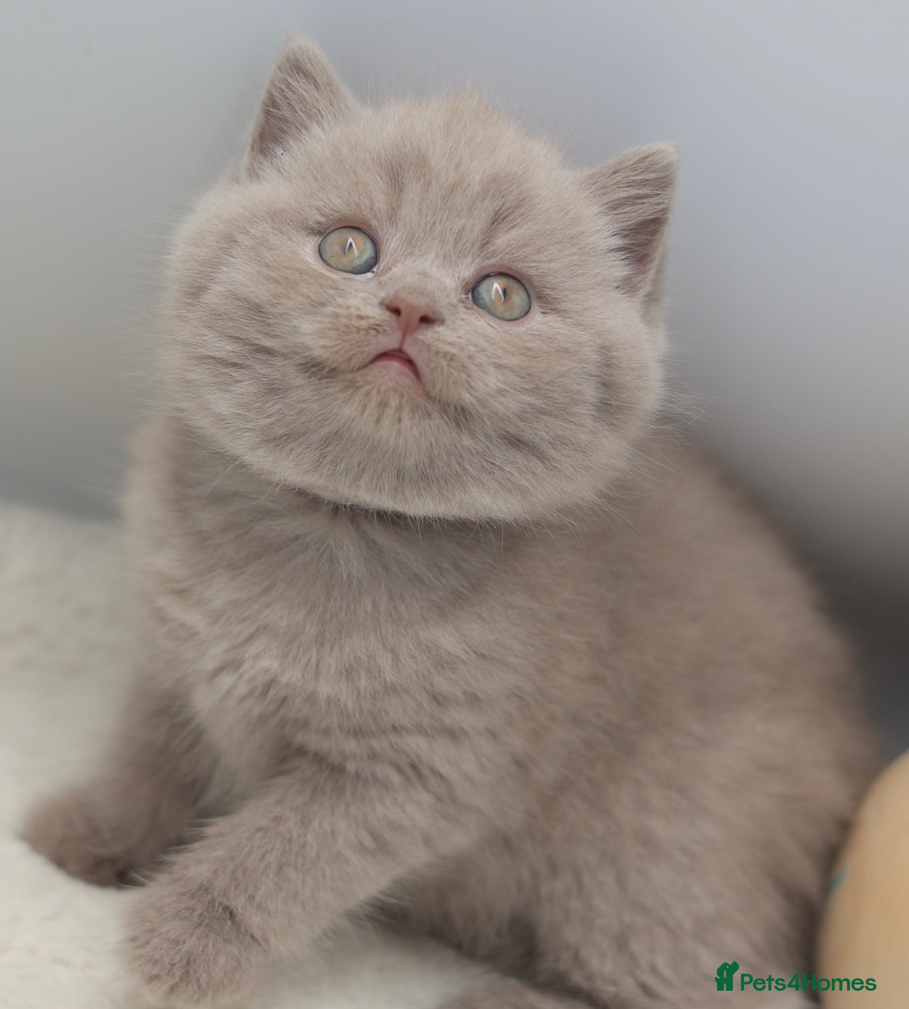 British Shorthair cats PEDIGREE REGISTERED CHUNKY BRITISH SHORTHAIRS - Advert 1