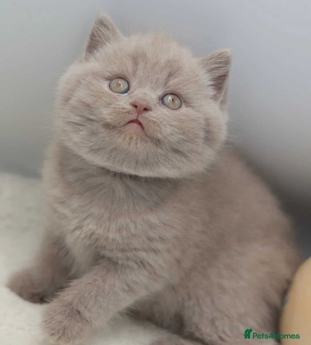 British Shorthair cats for sale: PEDIGREE REGISTERED CHUNKY BRITISH SHORTHAIRS - Advert 1