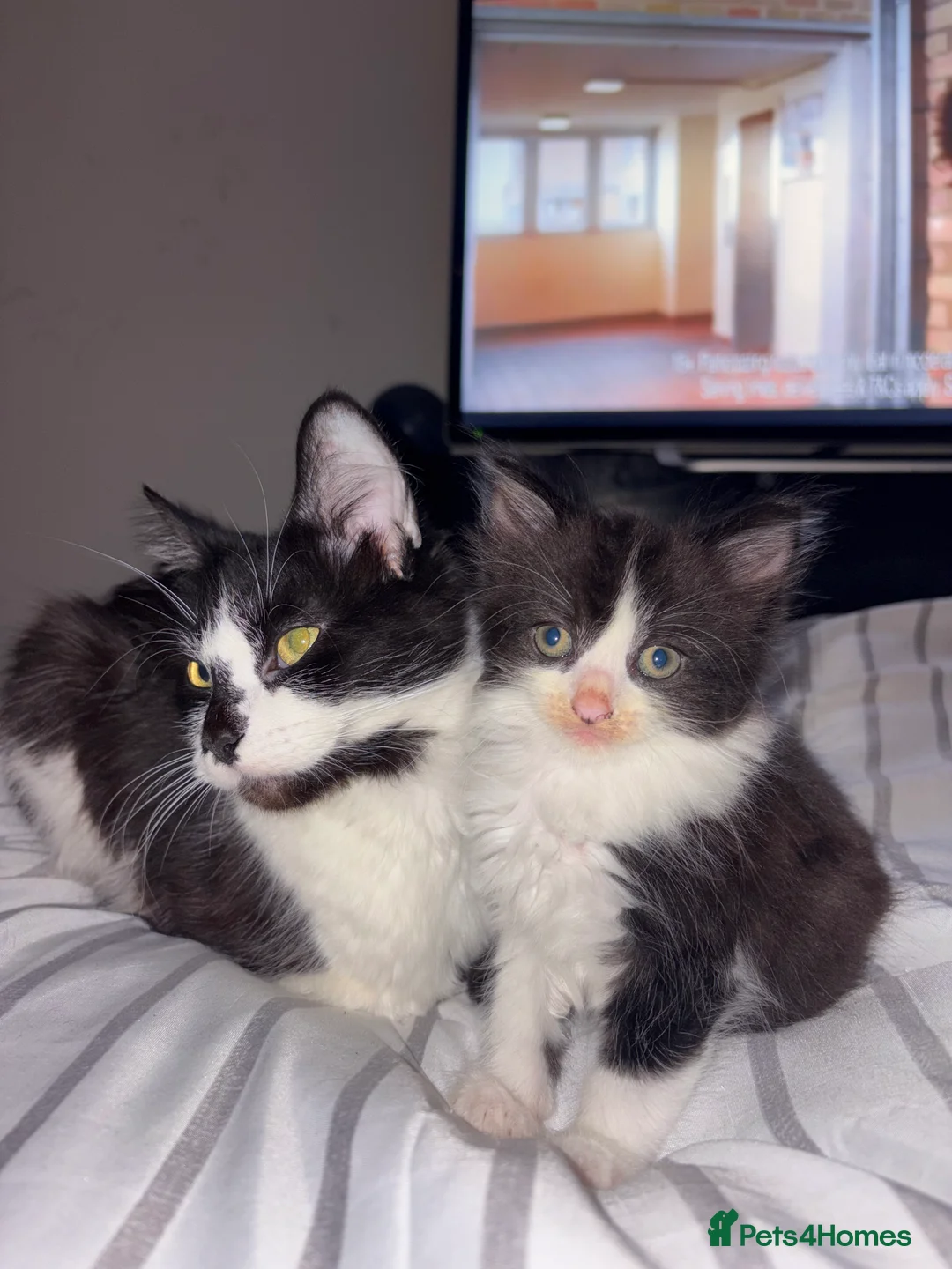 British Longhair cats for sale: 13 week old kitten  - Advert 3