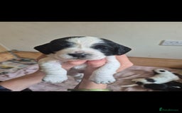 Cocker Spaniel dogs for sale: Beautiful chunky male cockers - Image 17