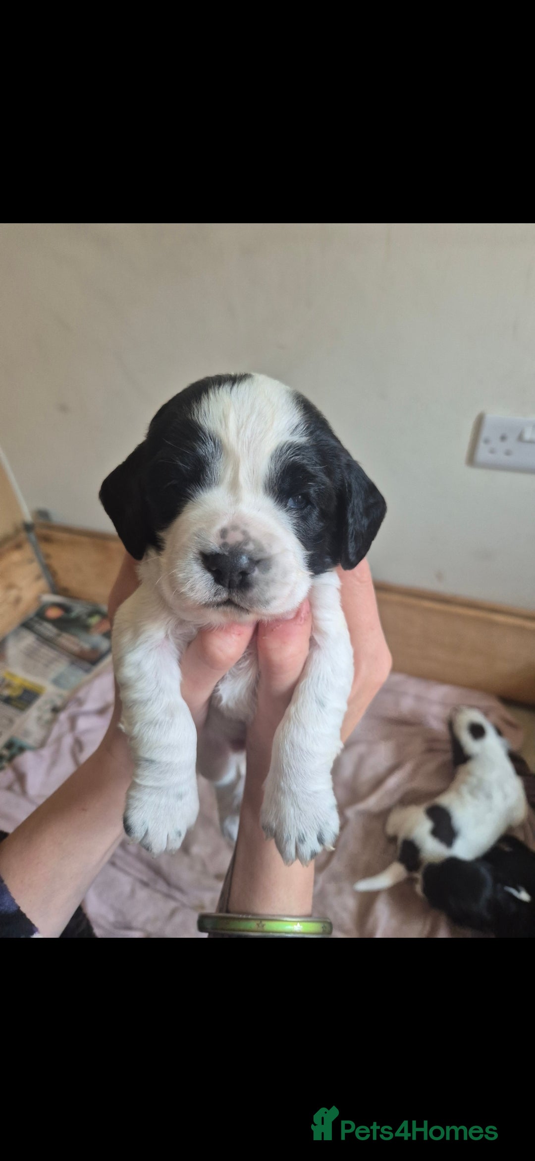 Cocker Spaniel dogs for sale: Beautiful chunky male cockers - Image 17