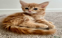 Persian cats for sale: Persian kittens ready for their forever homes  - Image 3
