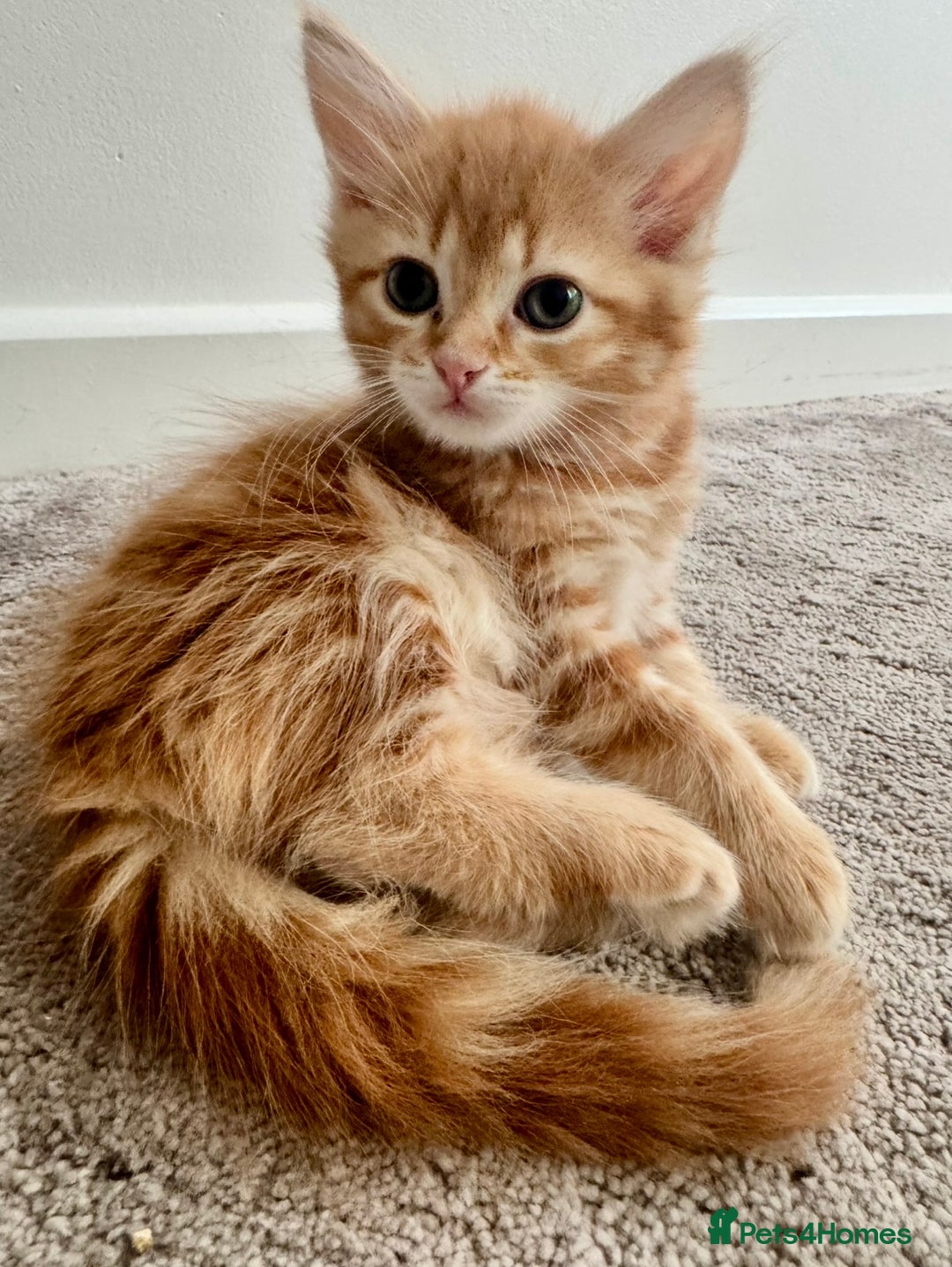 Persian cats for sale: Persian kittens ready for their forever homes  - Image 3
