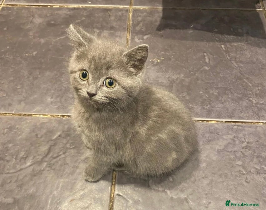 British Shorthair cats Velvet, British shorthair lovely kitten🥹 - Advert 1