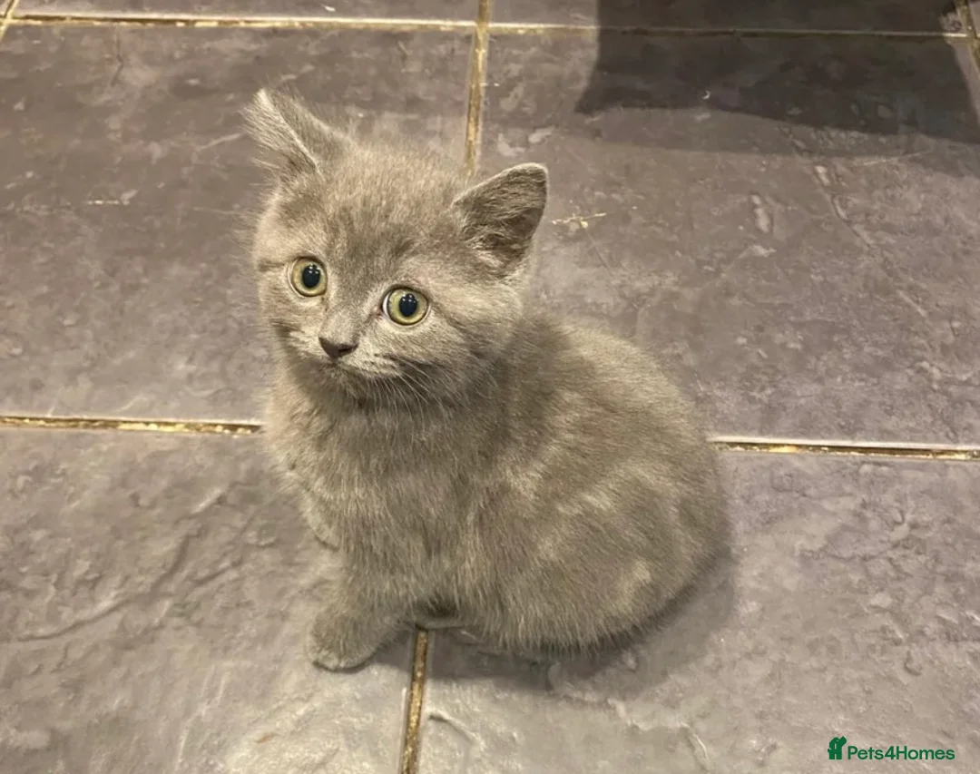British Shorthair cats for sale: Velvet, British shorthair lovely kitten🥹 - Advert 1