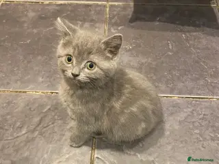 British Shorthair cats Velvet, British shorthair lovely kitten🥹 - Advert 1