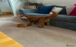 Cockapoo dogs for sale: 11 month old cockapoo  - Image 5