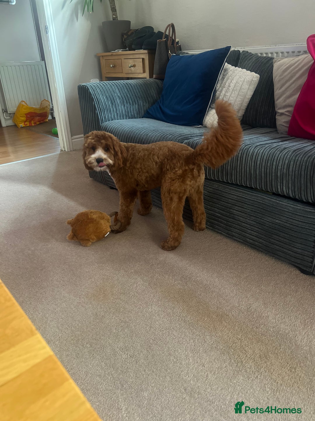 Cockapoo dogs for sale: 11 month old cockapoo  - Image 5