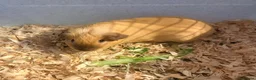 Guinea Pig rodents for sale: Father and son piggies - Advert 2