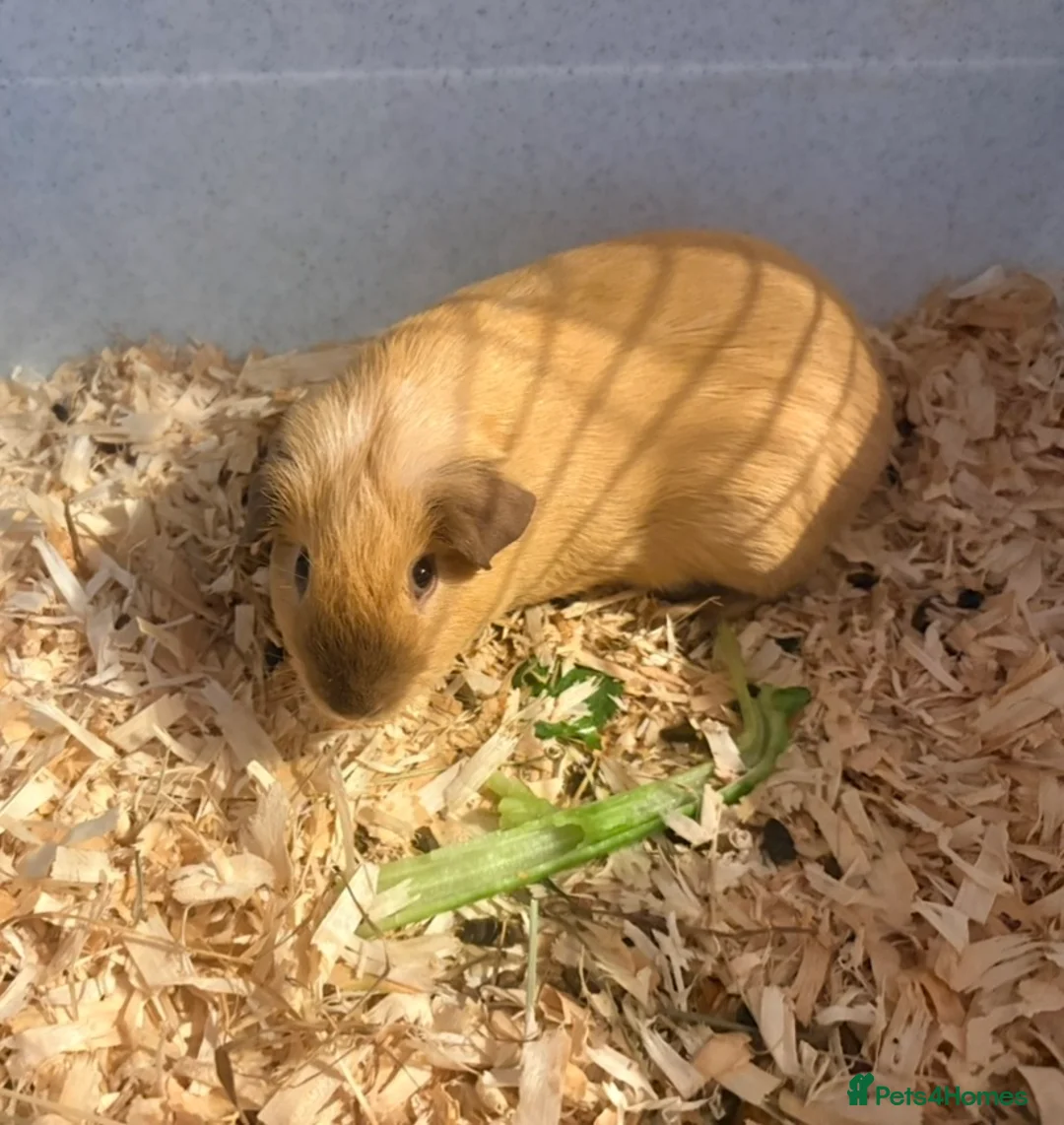Guinea Pig rodents for sale: Father and son piggies - Advert 2