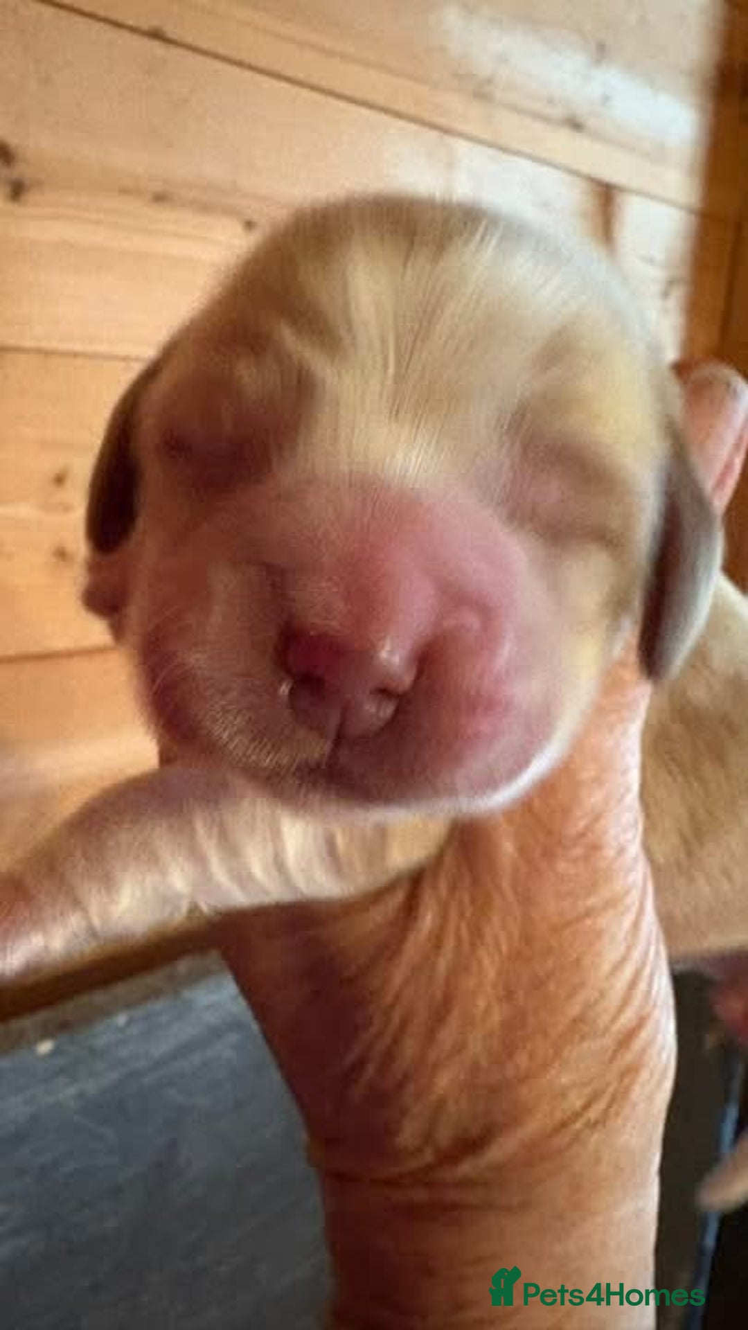 Cocker Spaniel dogs for sale: Show cocker spaniel pups  - Image 16