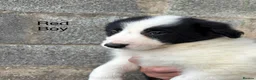 Border Collie dogs for sale: Border Collie Puppies - Advert 10