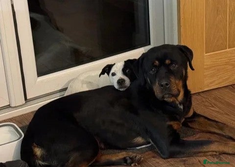 Rottweiler dogs Beautiful 5 year old Rottweiler  - Advert 13